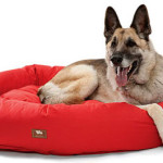 4 Eco Friendly Pet Products