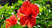 perennial-hibiscus